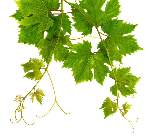 vineyard