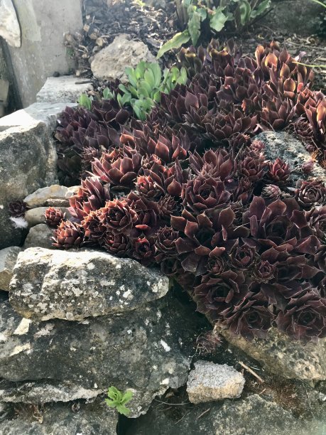 sedum