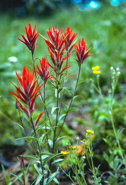 hawkweed