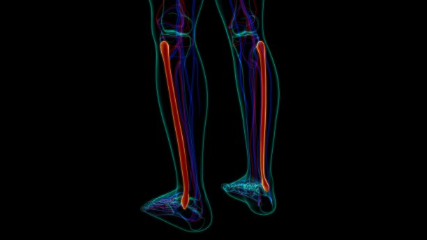 tibia