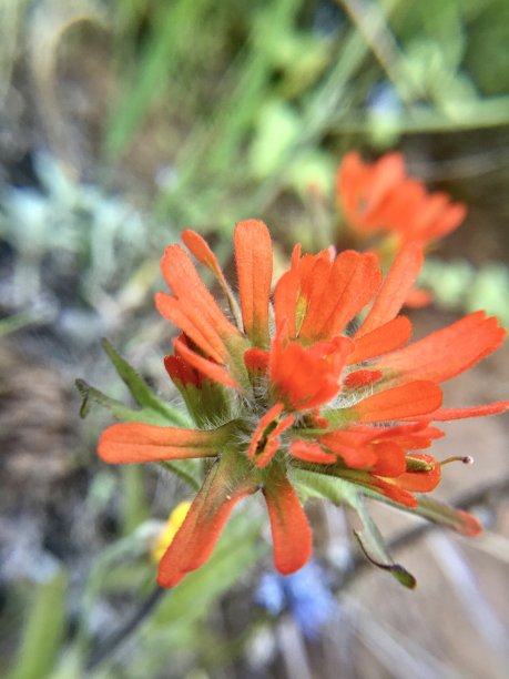 hawkweed