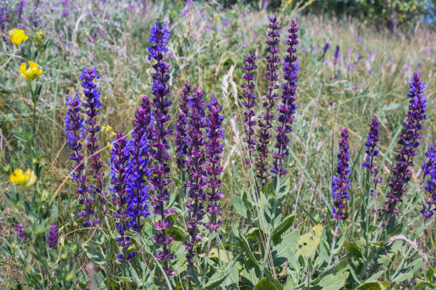 salvia