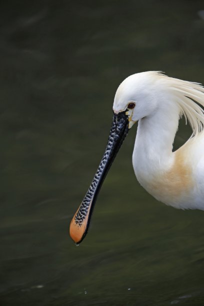 spoonbill