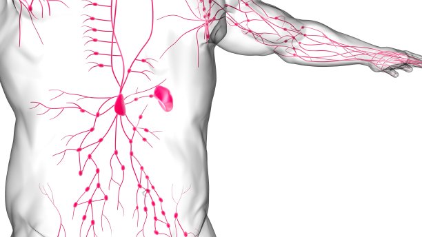 thymus