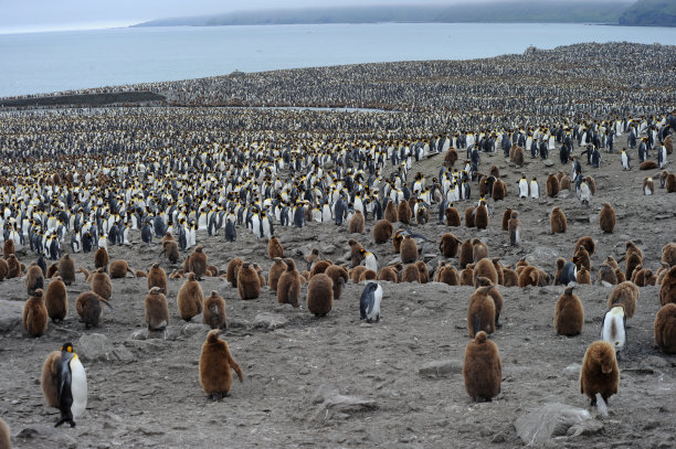 colony