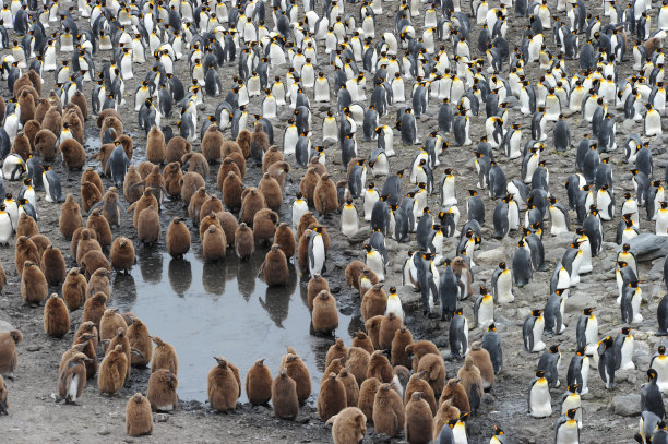colony