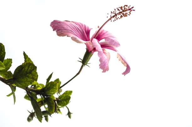 hibiscus