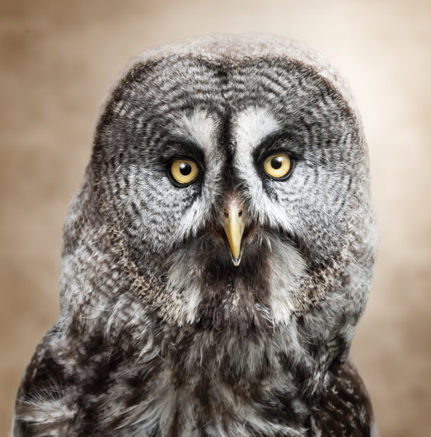 strix
