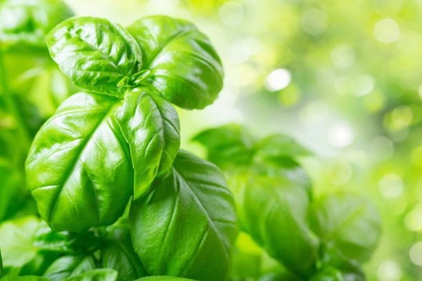 basil
