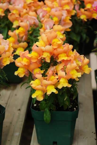 snapdragon