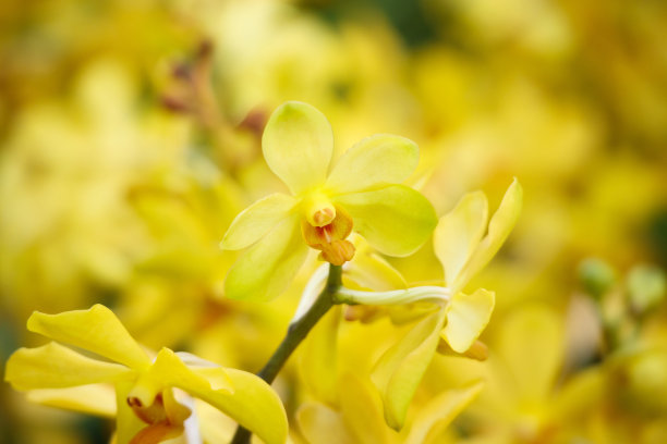 cymbidium
