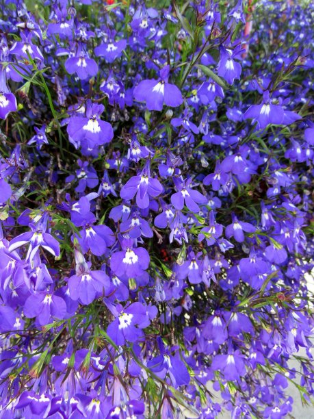 lobelia