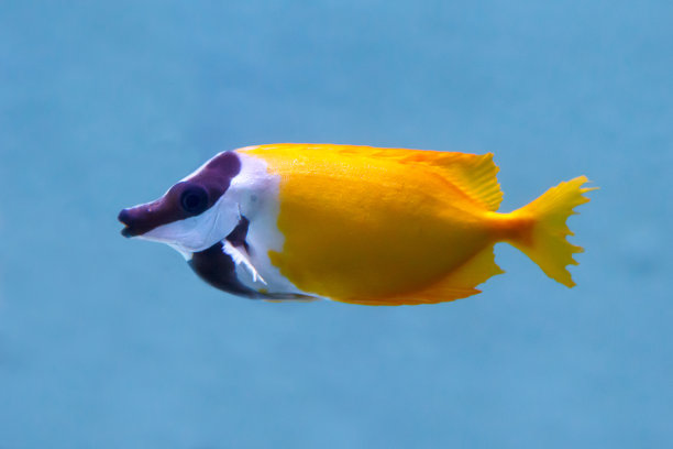 rabbitfish