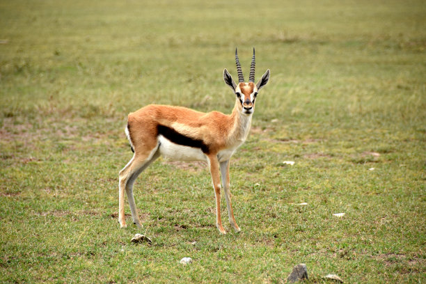 antelope