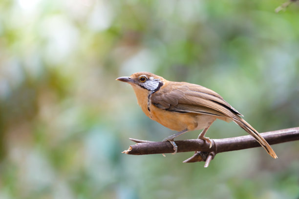 laughingthrush