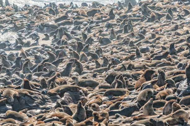 colony