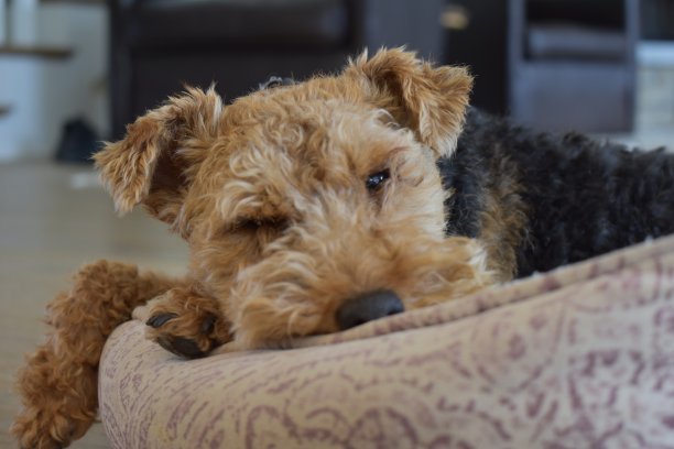 airedale