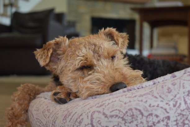airedale