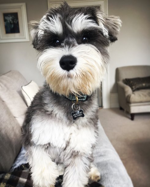 schnauzer