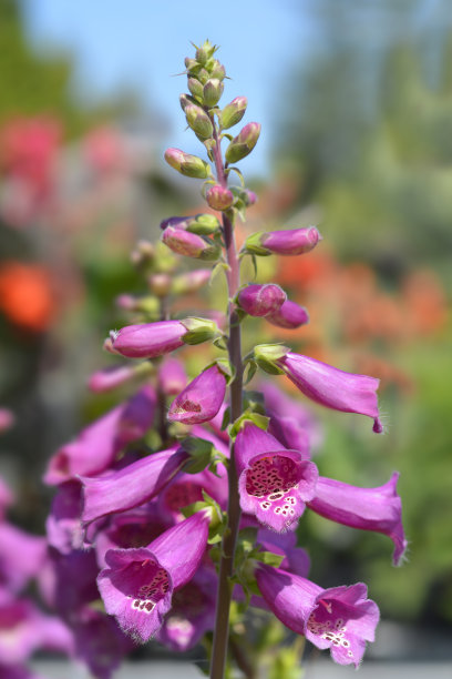 digitalis