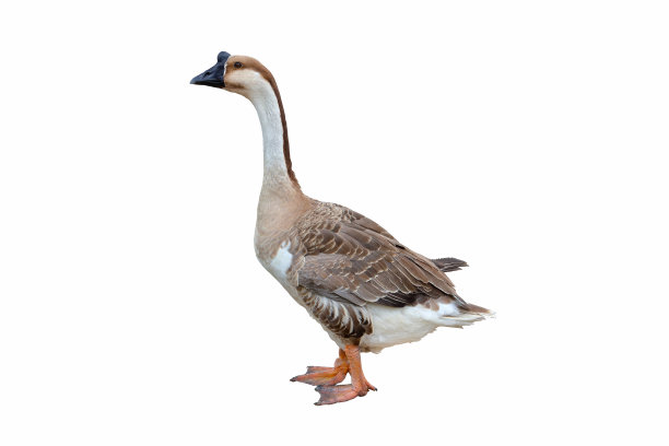 goose