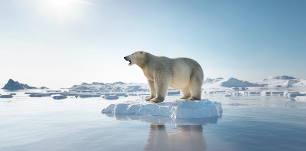 arctic