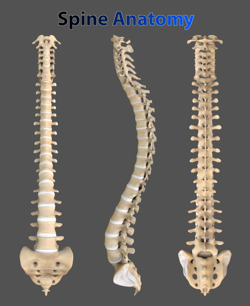 pelvis