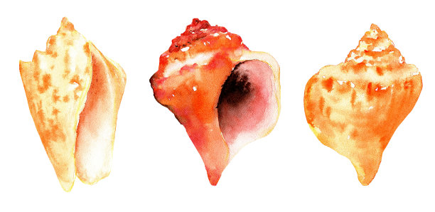 conch