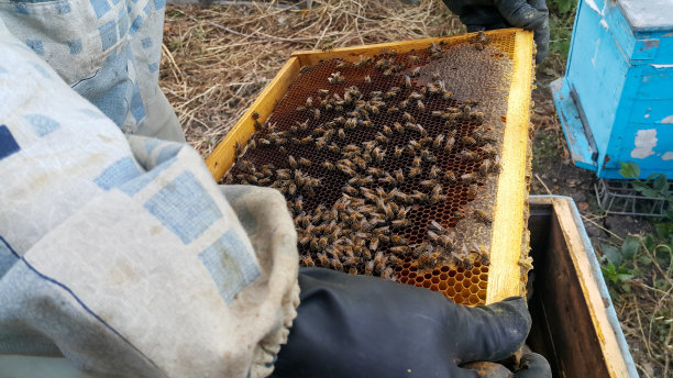 beekeeper