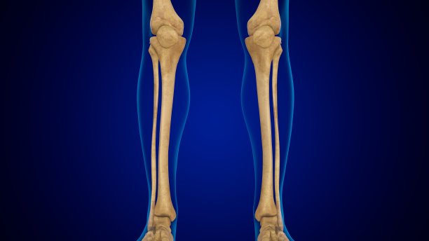 tibia
