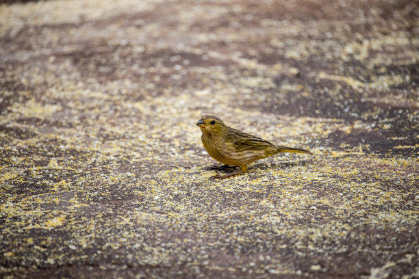canary