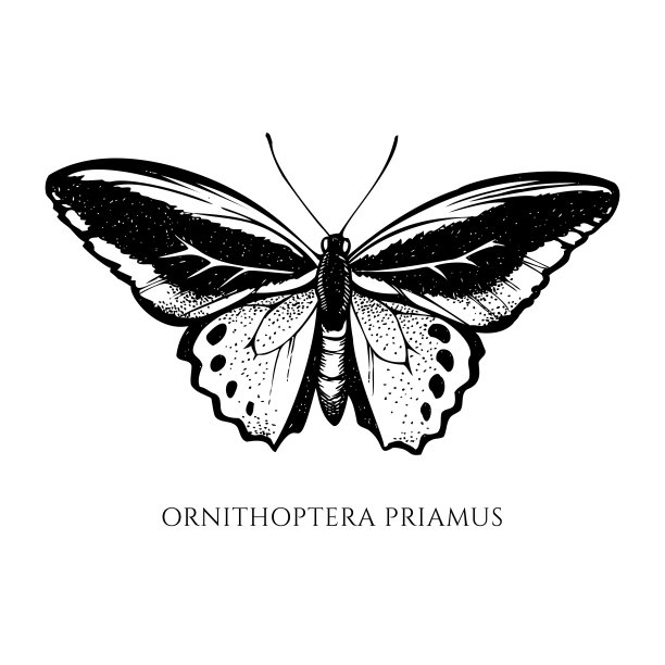 ornithoptera