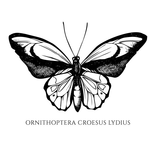 ornithoptera