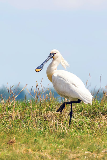 spoonbill