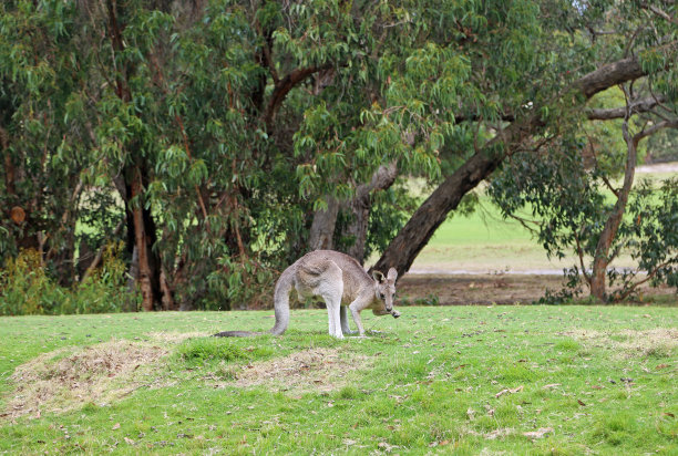 anglesea