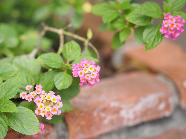 lantana