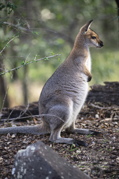 wallaroo