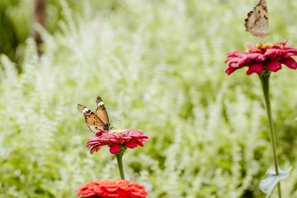 橙红色花朵条纹背景图案