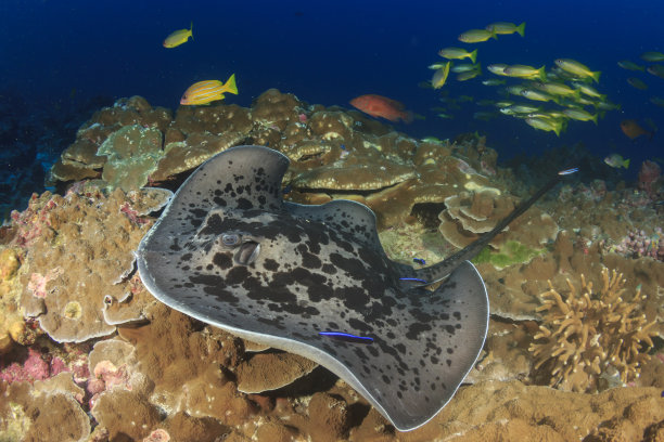 stingray