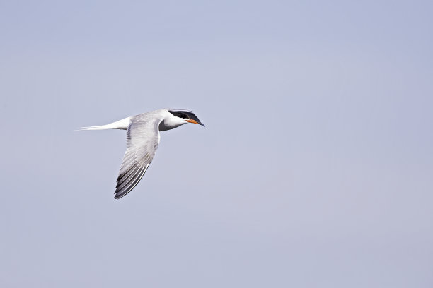 小tern