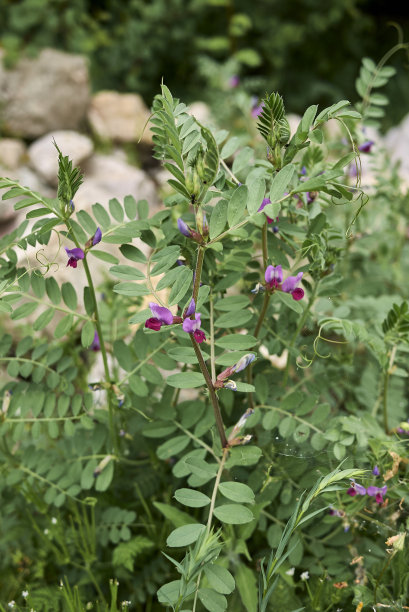 legume