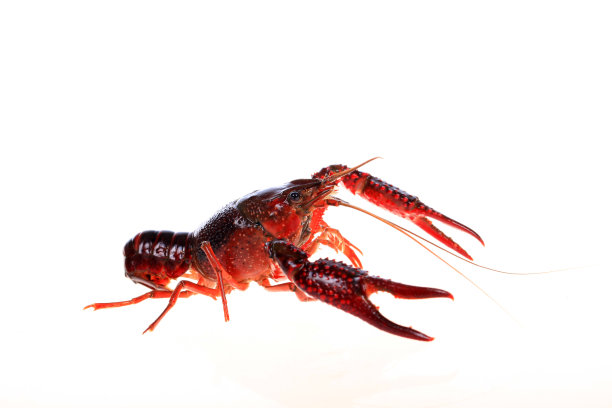 crayfish
