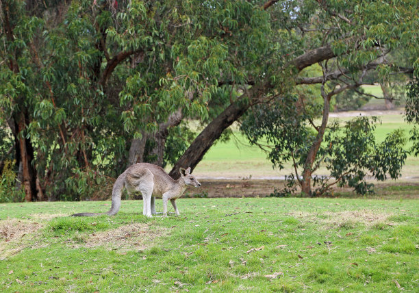 anglesea