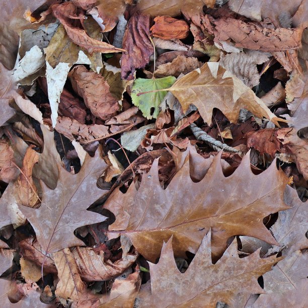 多彩秋季枫叶无缝图案