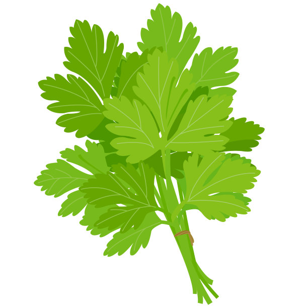 cilantro