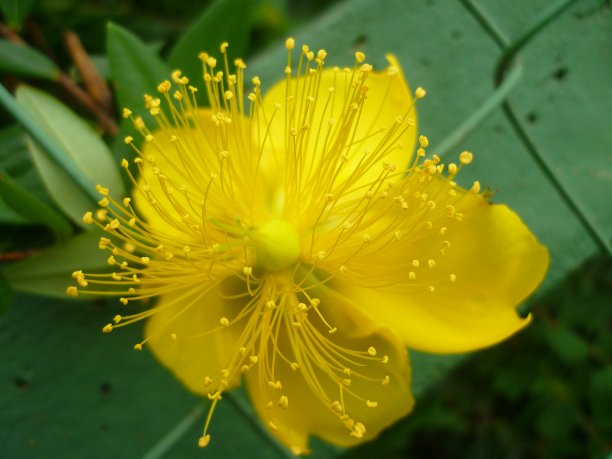 stamens