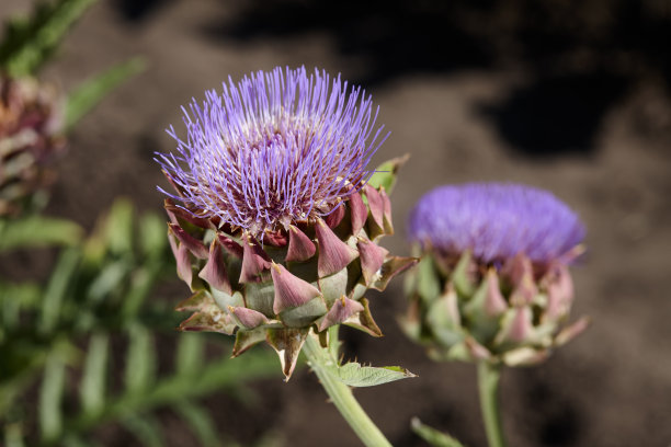 artichoke