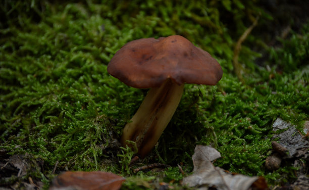 cortinarius