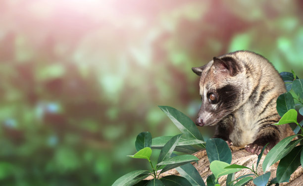civet