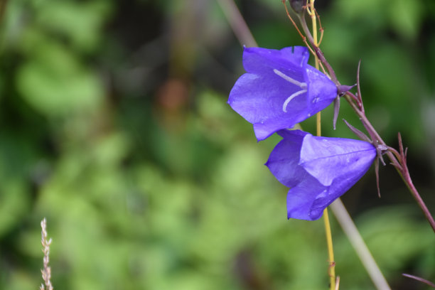 hyacinthoides